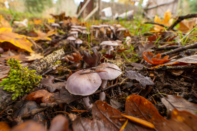 cluster of mushrooms
