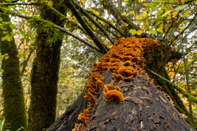 fungi on a dead Oak branch