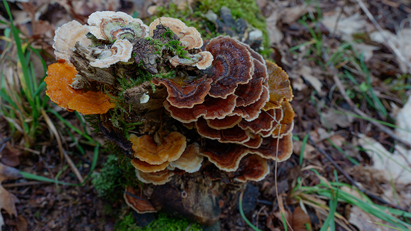 turkey tail mushrooms