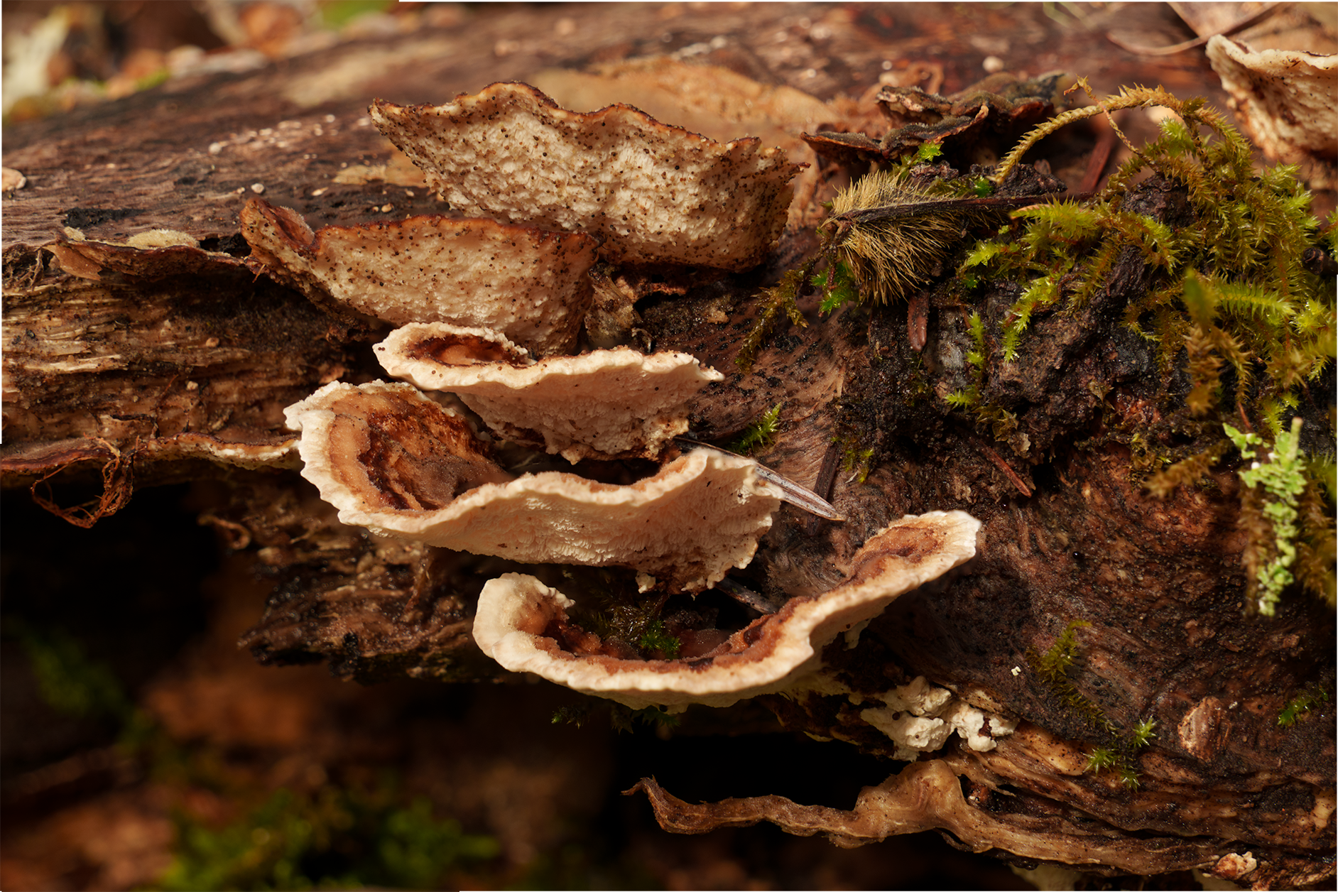 turkey tail fungi
