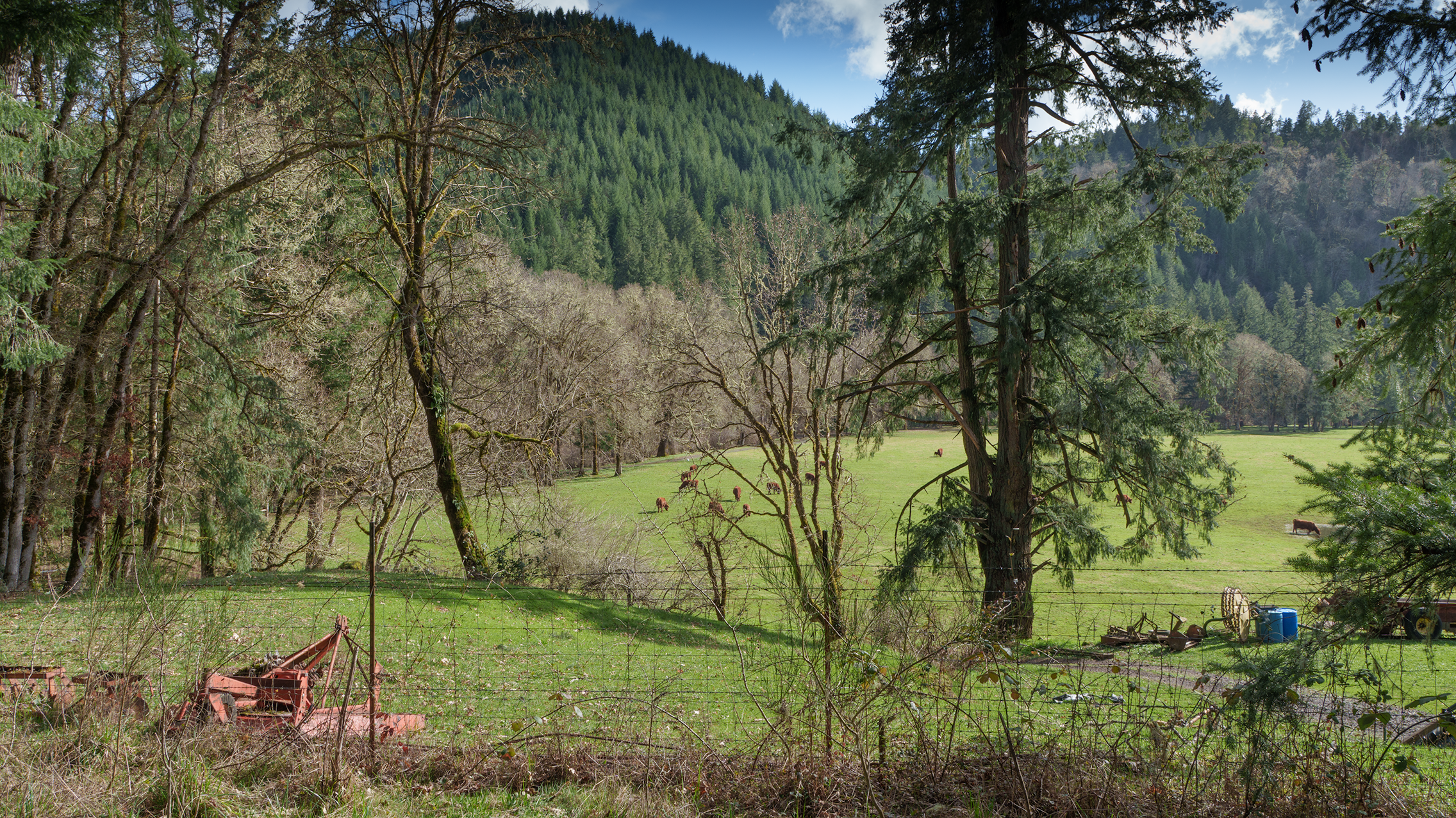 Western Oregon cow pasture