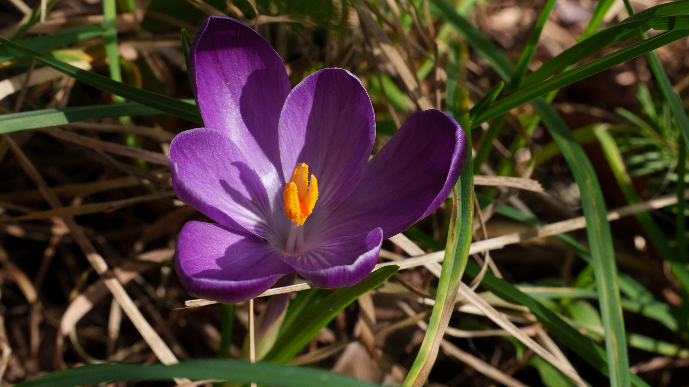 crocus flower
