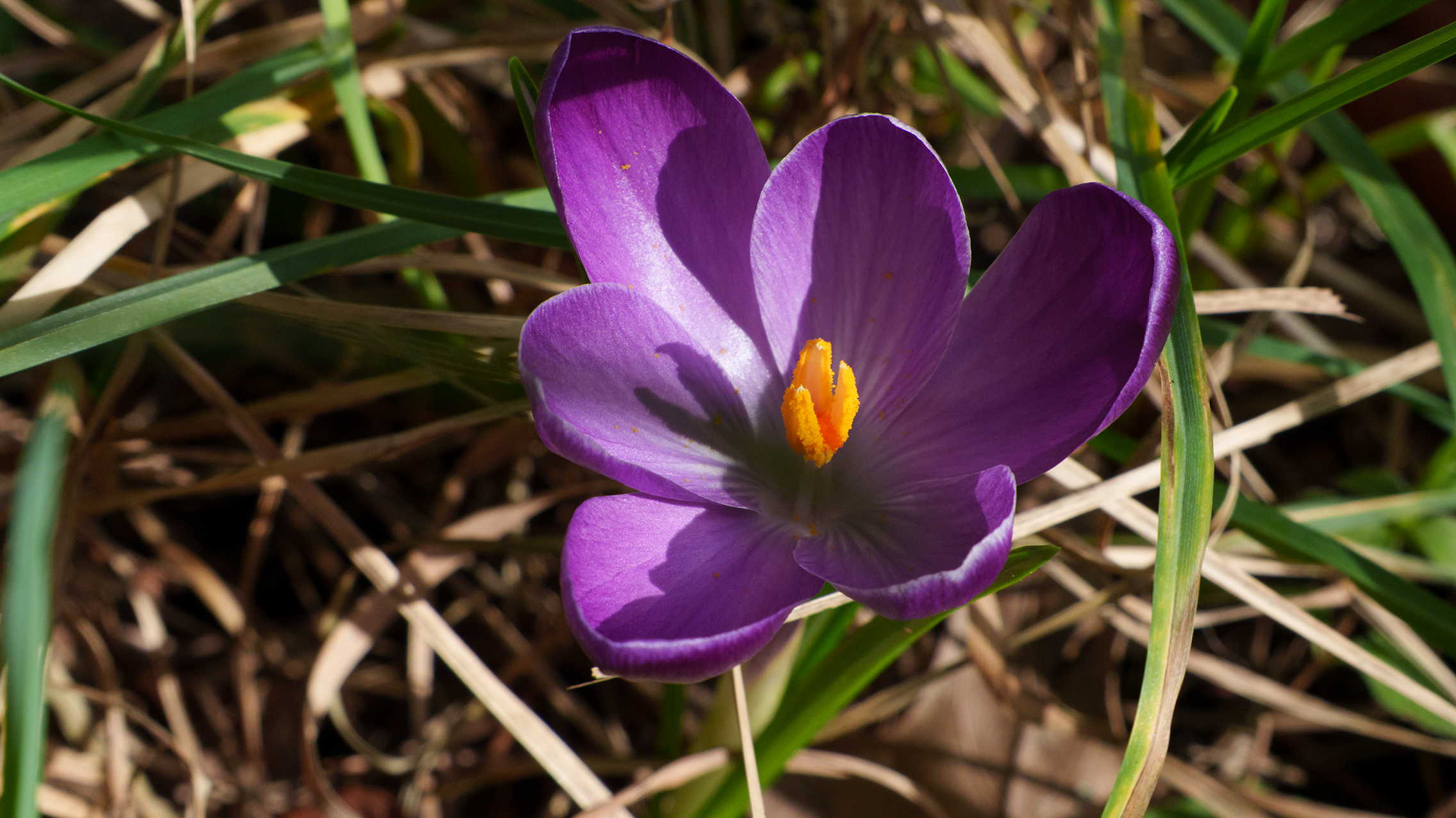 crocus flower
