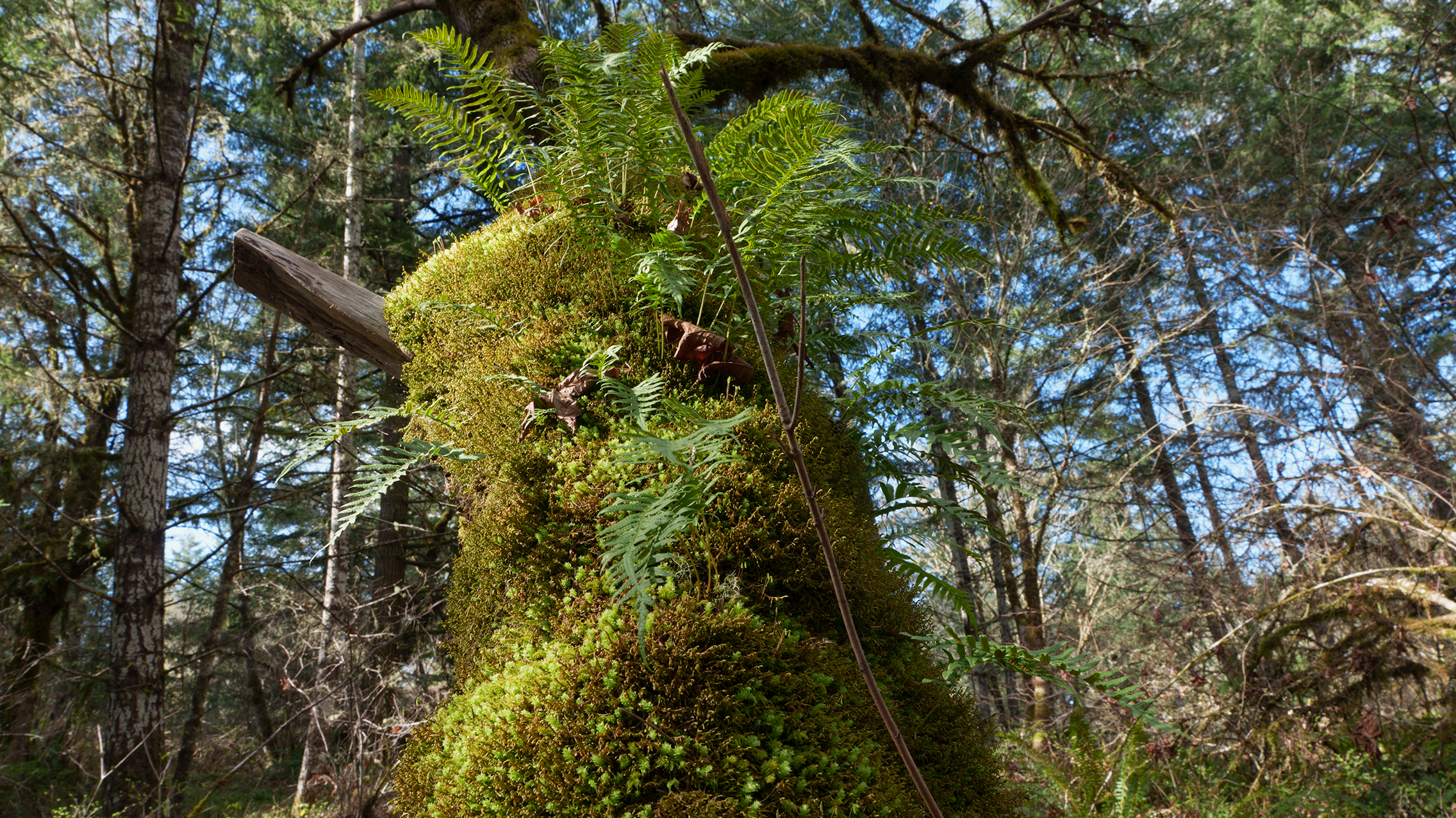 furns and moss on oak tree