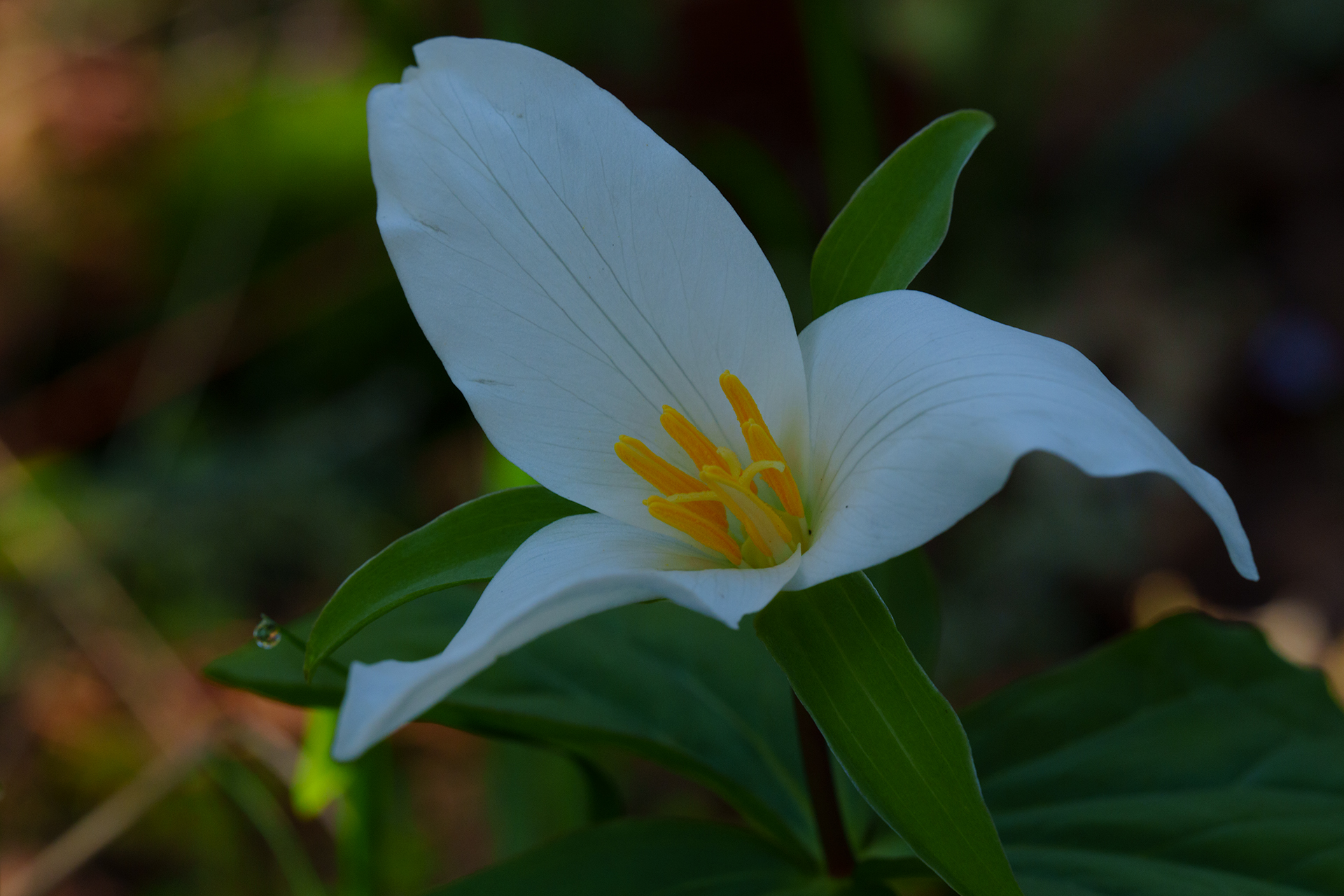 Western trillium flower