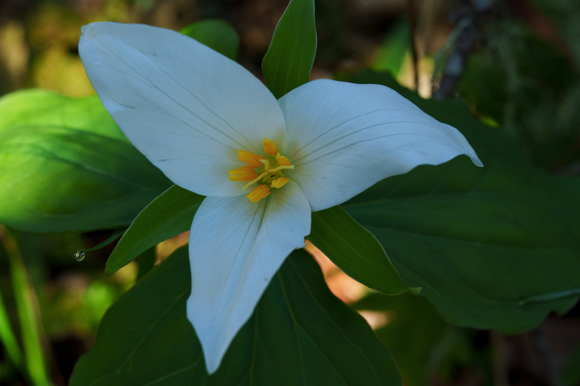 Western trillium flower