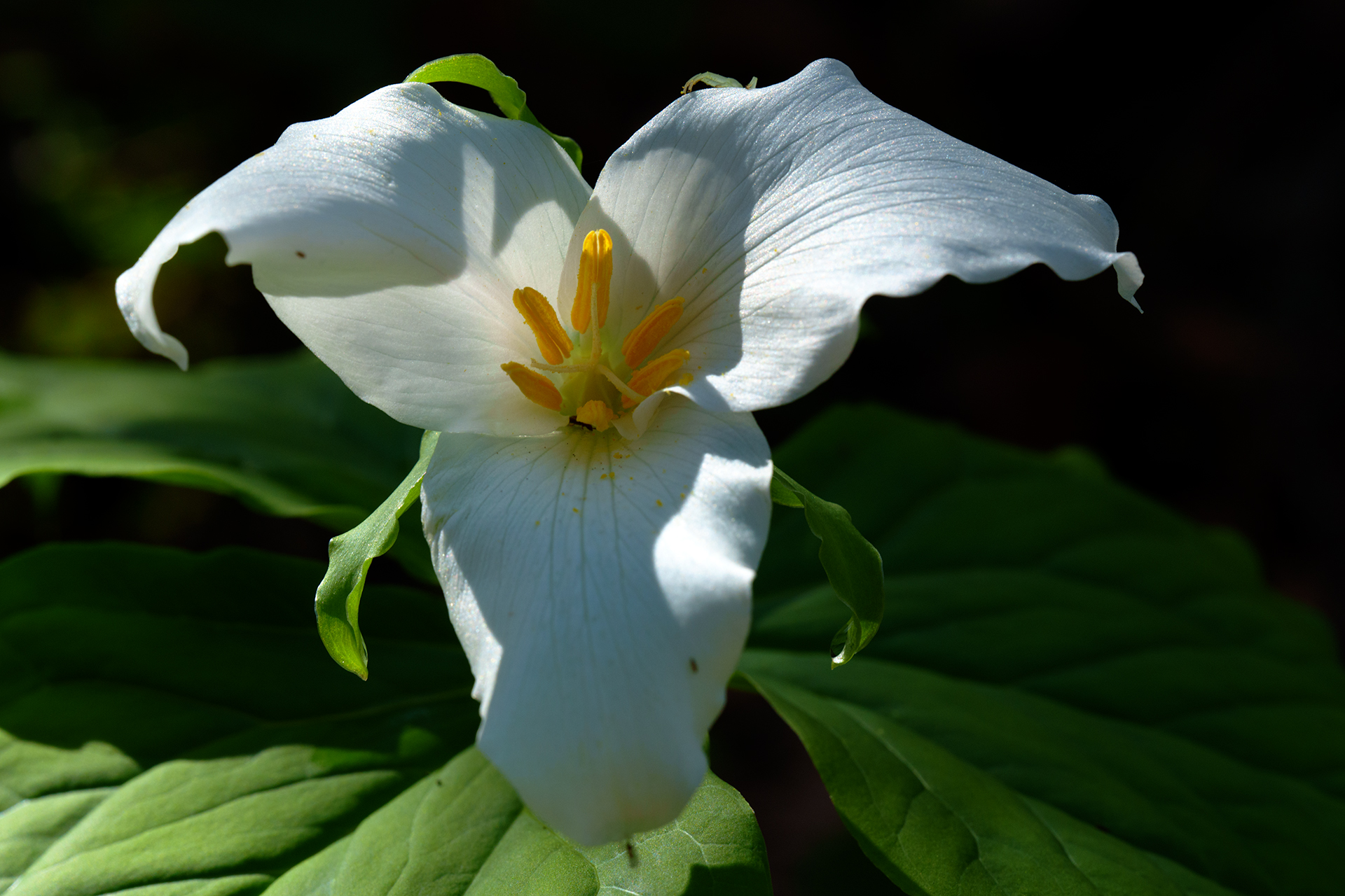 Western trillium flower