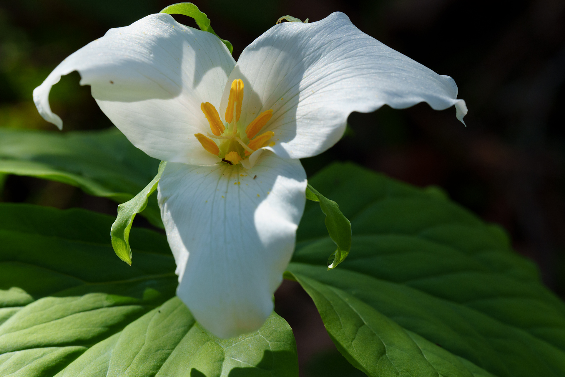 Western trillium flower