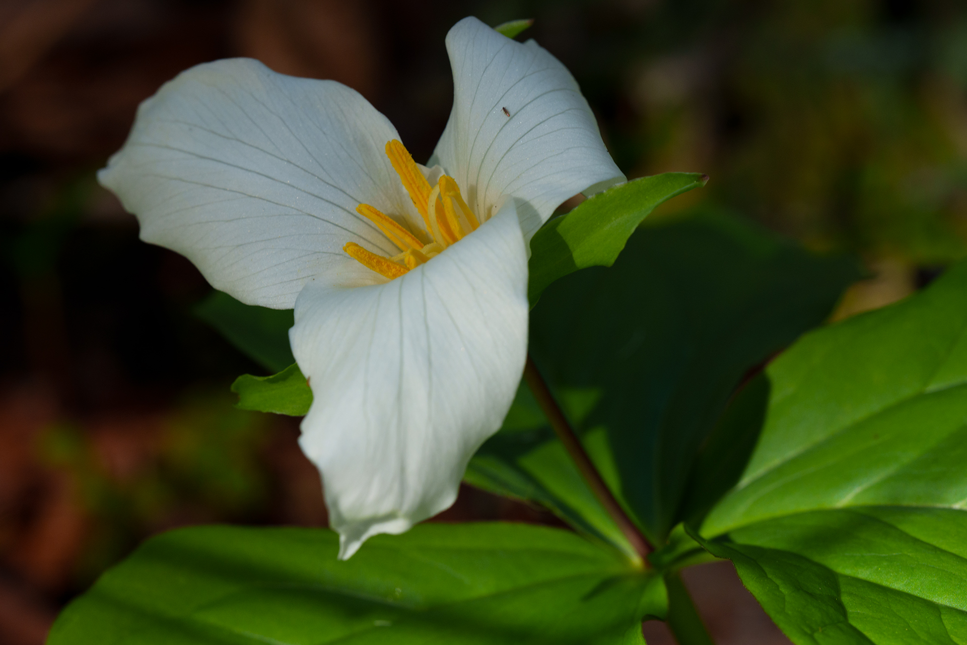 Western trillium flower