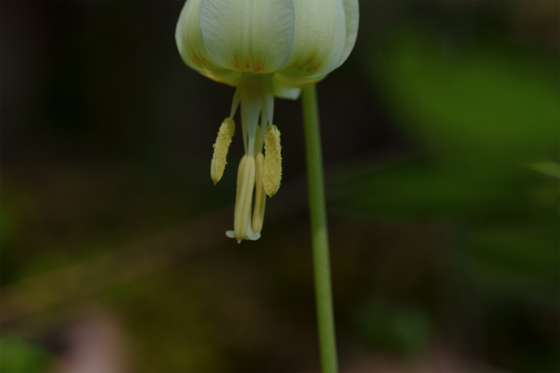 fawn lilly