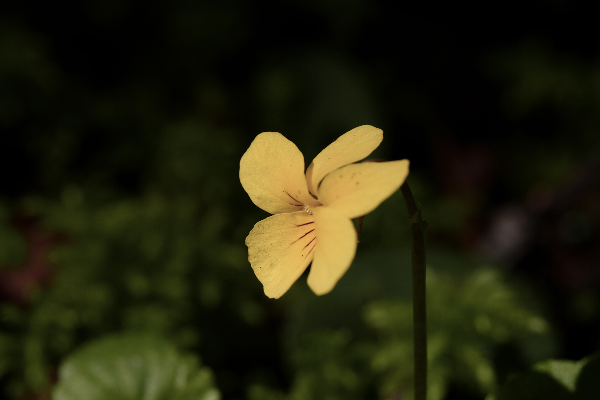 yellow violet