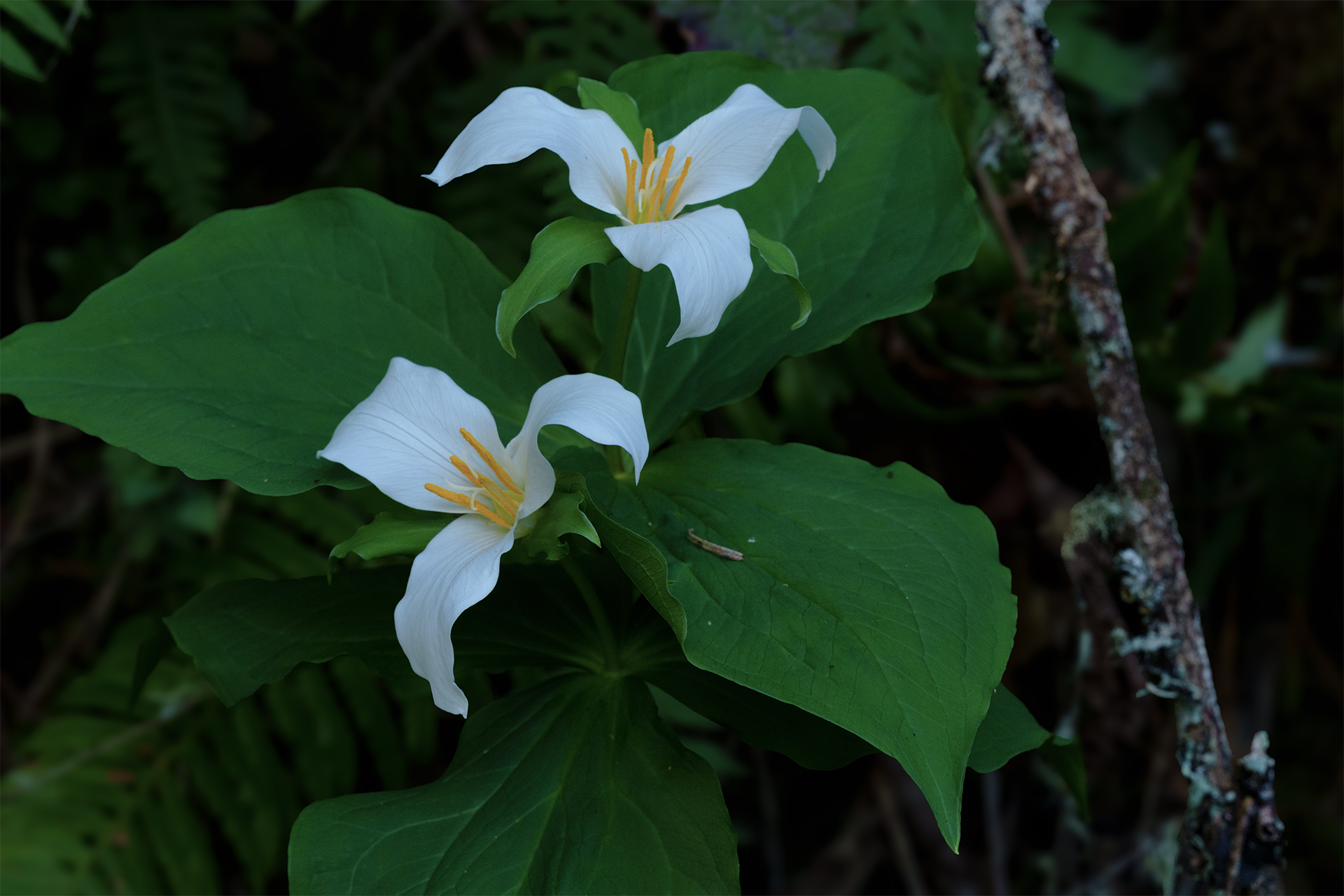 Trillium in the central coast Oregon