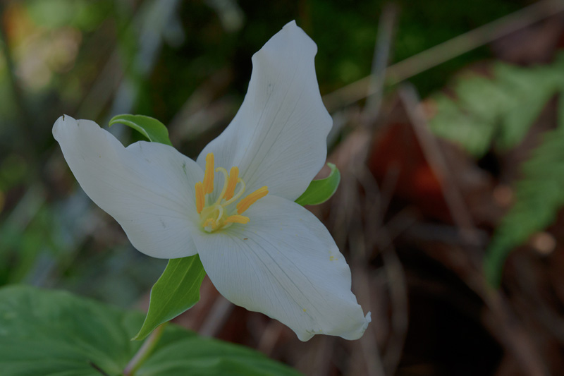 crocus flower