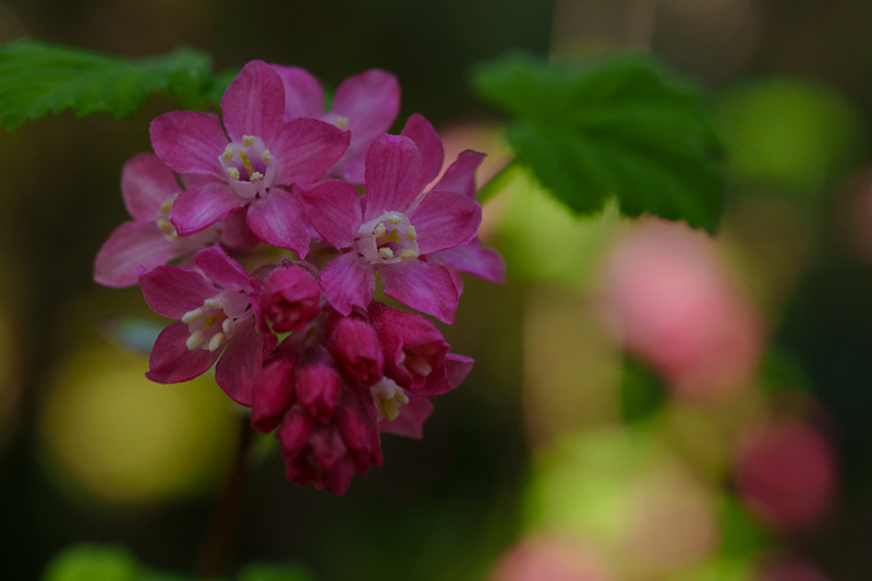 pink blossoms