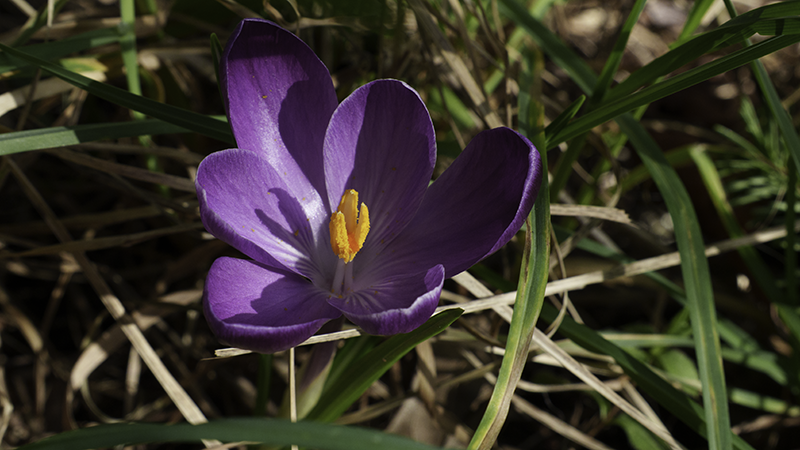 crocus flower