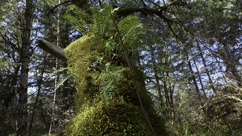 moss and ferns on oak tree 