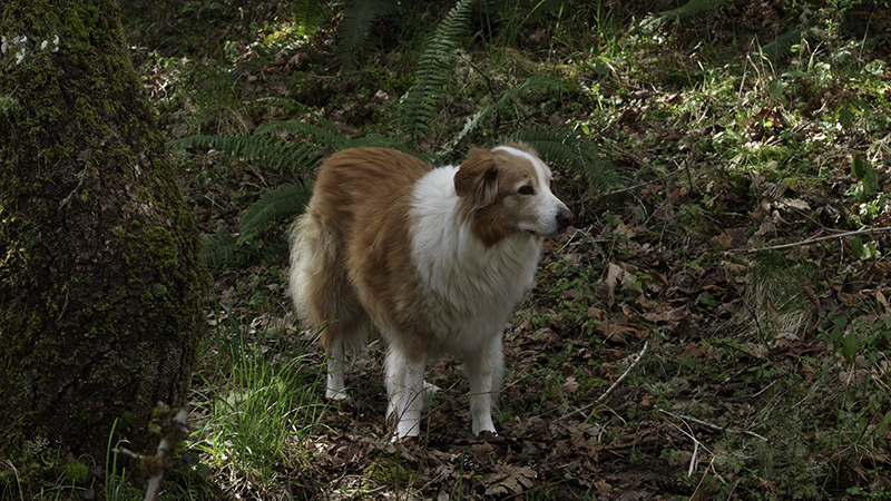 English Shepherd dog named Kody